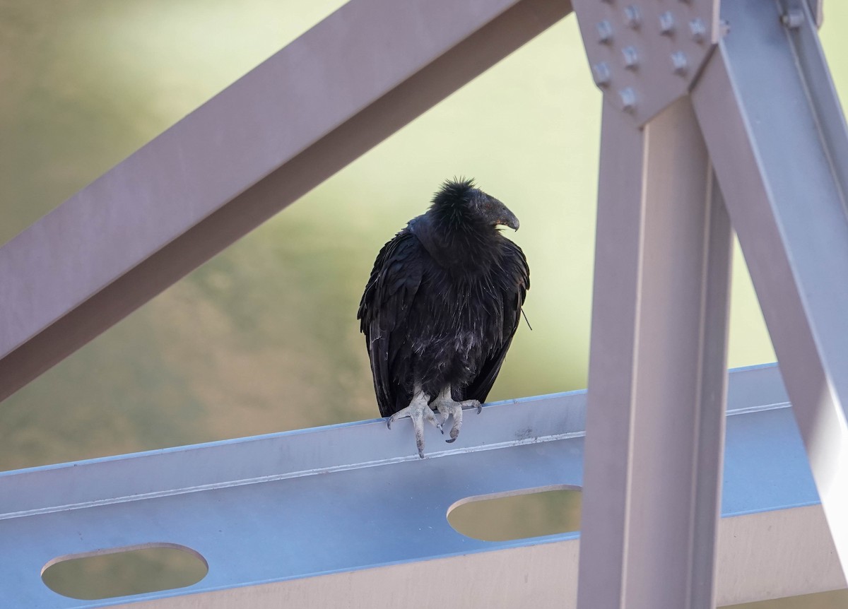 California Condor - Randall Siebert
