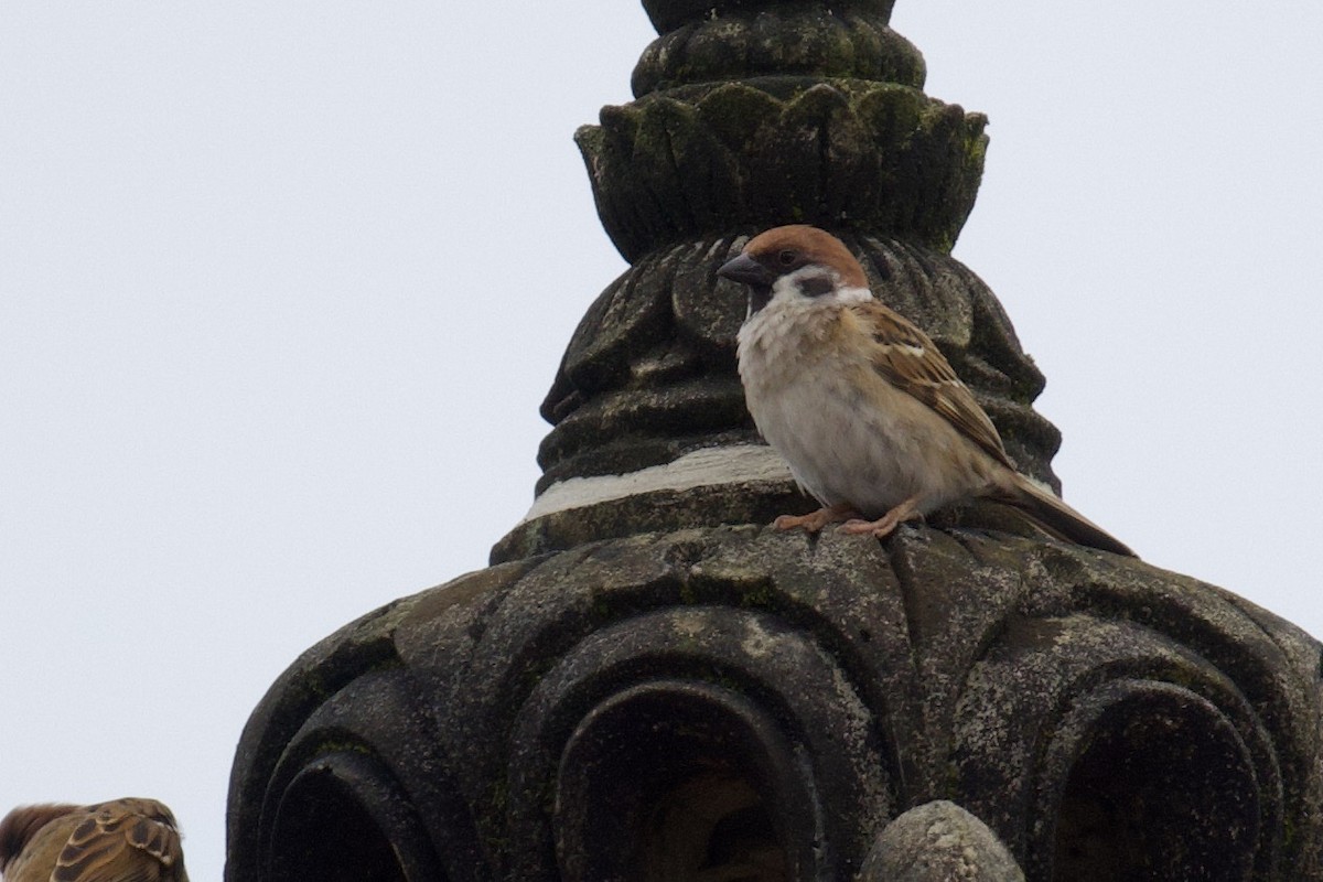 Eurasian Tree Sparrow - ML617941349