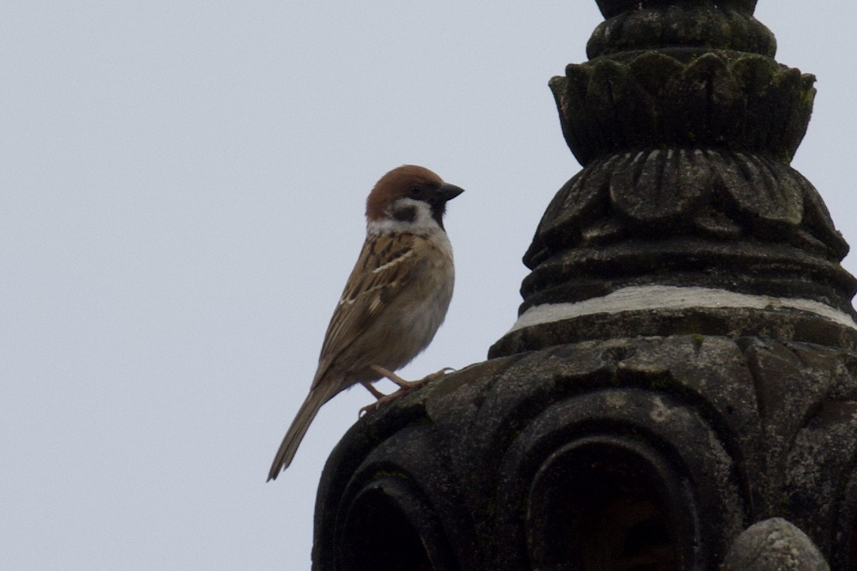 Eurasian Tree Sparrow - ML617941355