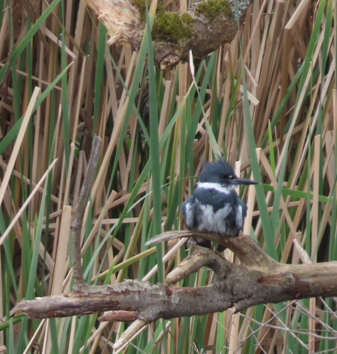 Belted Kingfisher - ML617941378