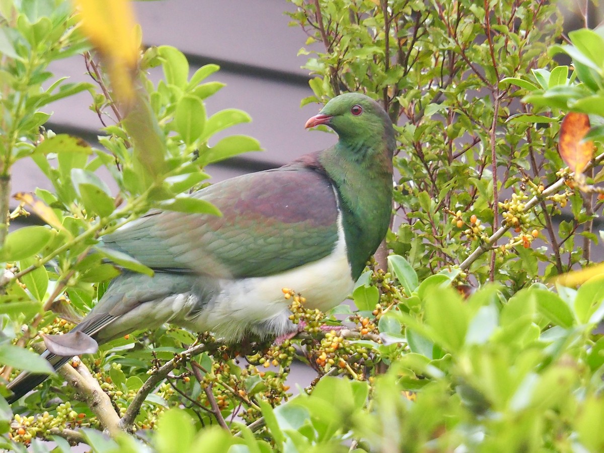 New Zealand Pigeon - ML617941420