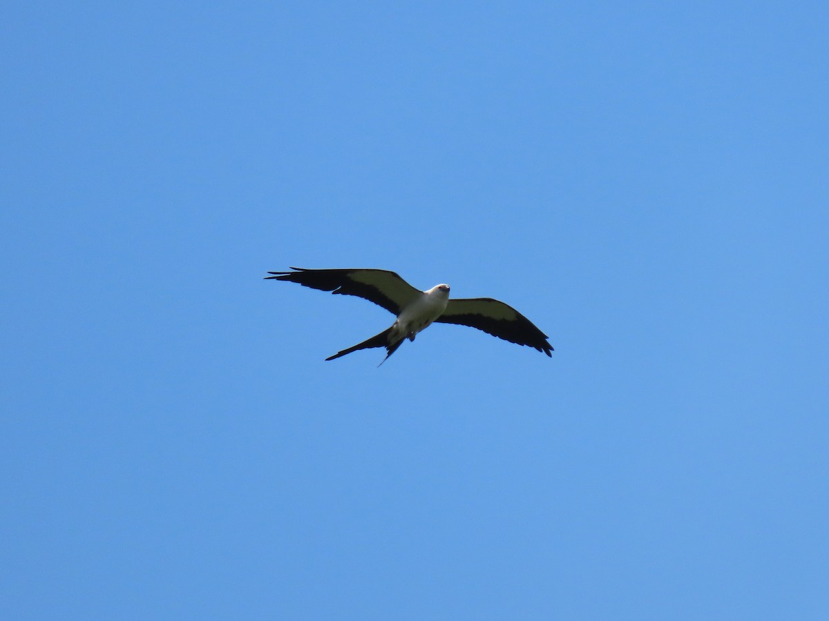 Swallow-tailed Kite - ML617941438