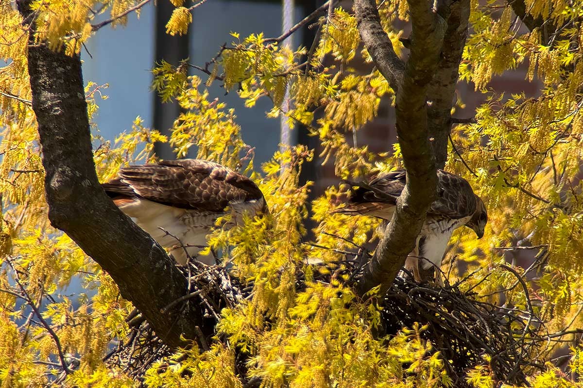 Red-tailed Hawk - ML617941443