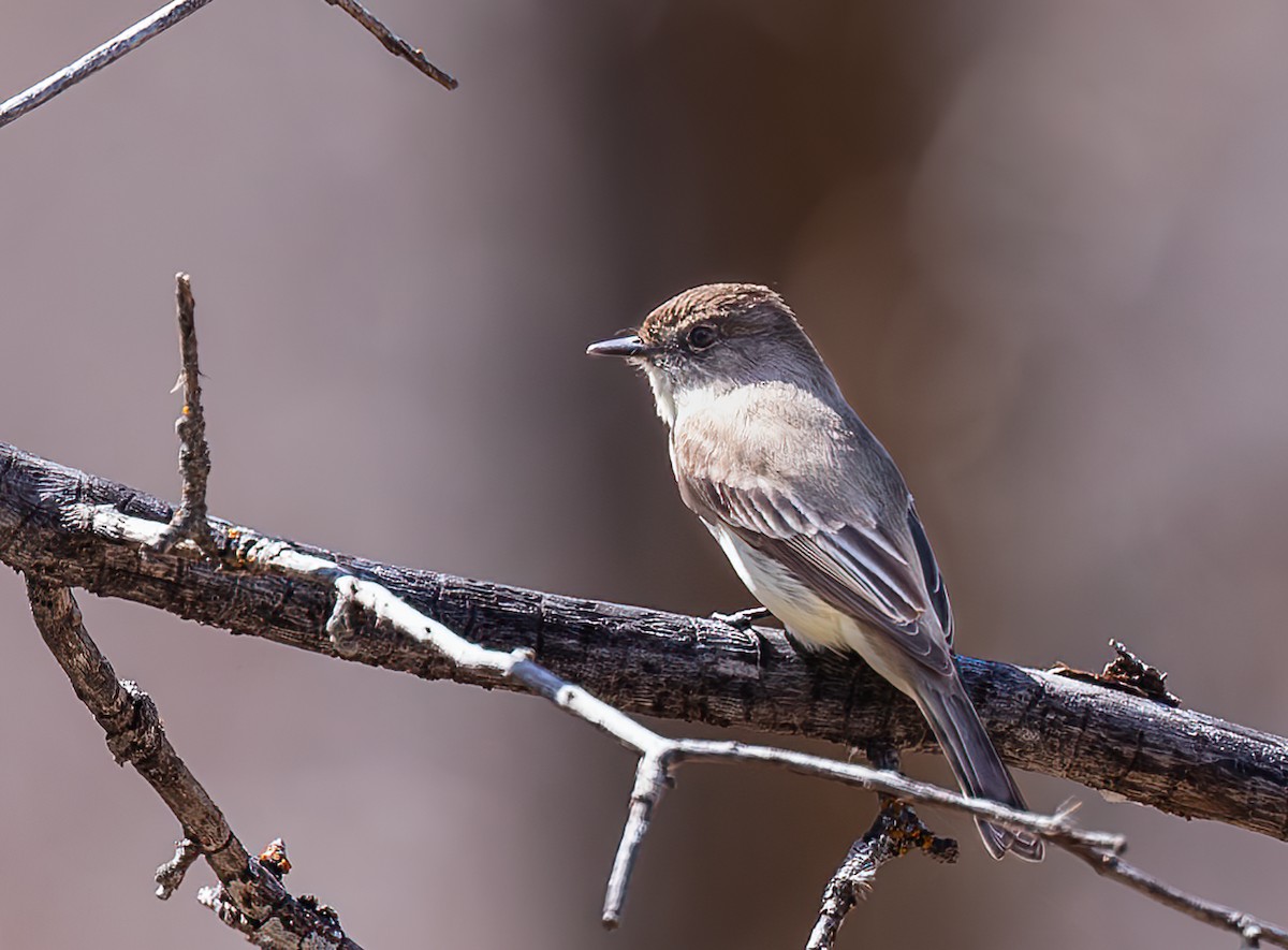 Eastern Phoebe - William Rideout
