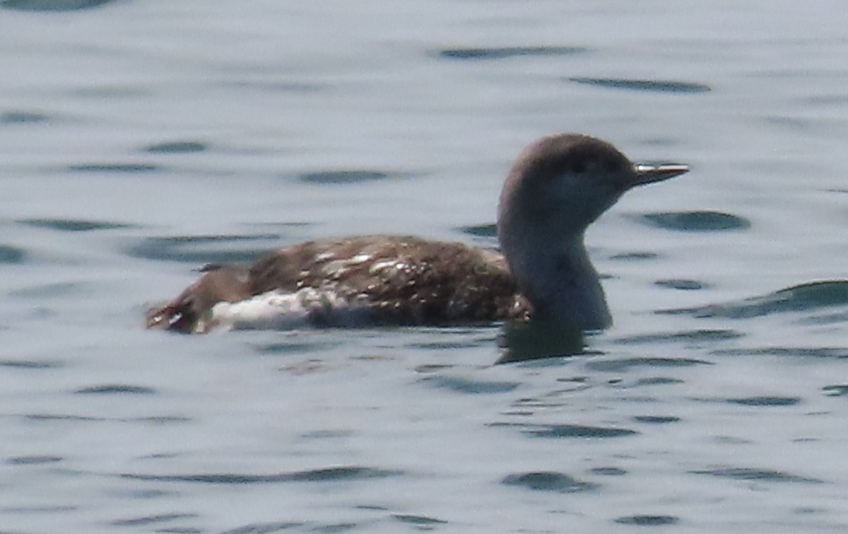Red-throated Loon - ML617941531