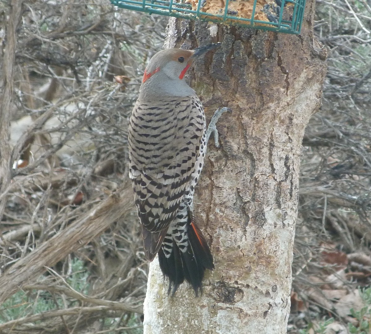 Northern Flicker (Red-shafted) - ML617941551