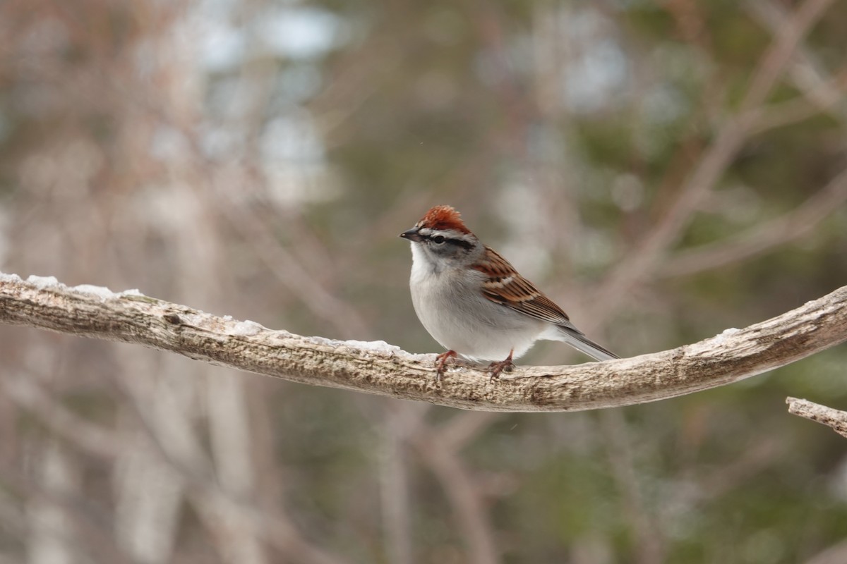Chipping Sparrow - ML617941573
