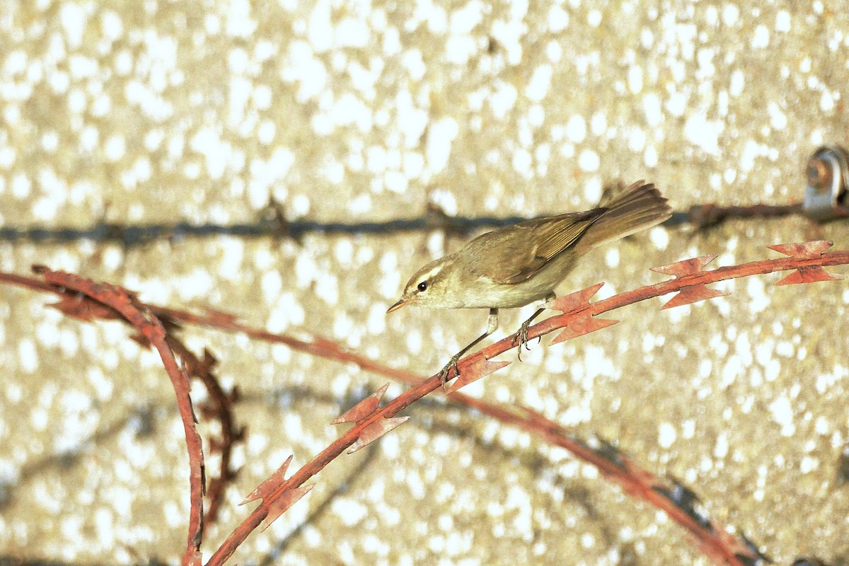 Greenish Warbler (viridanus) - ML617941574