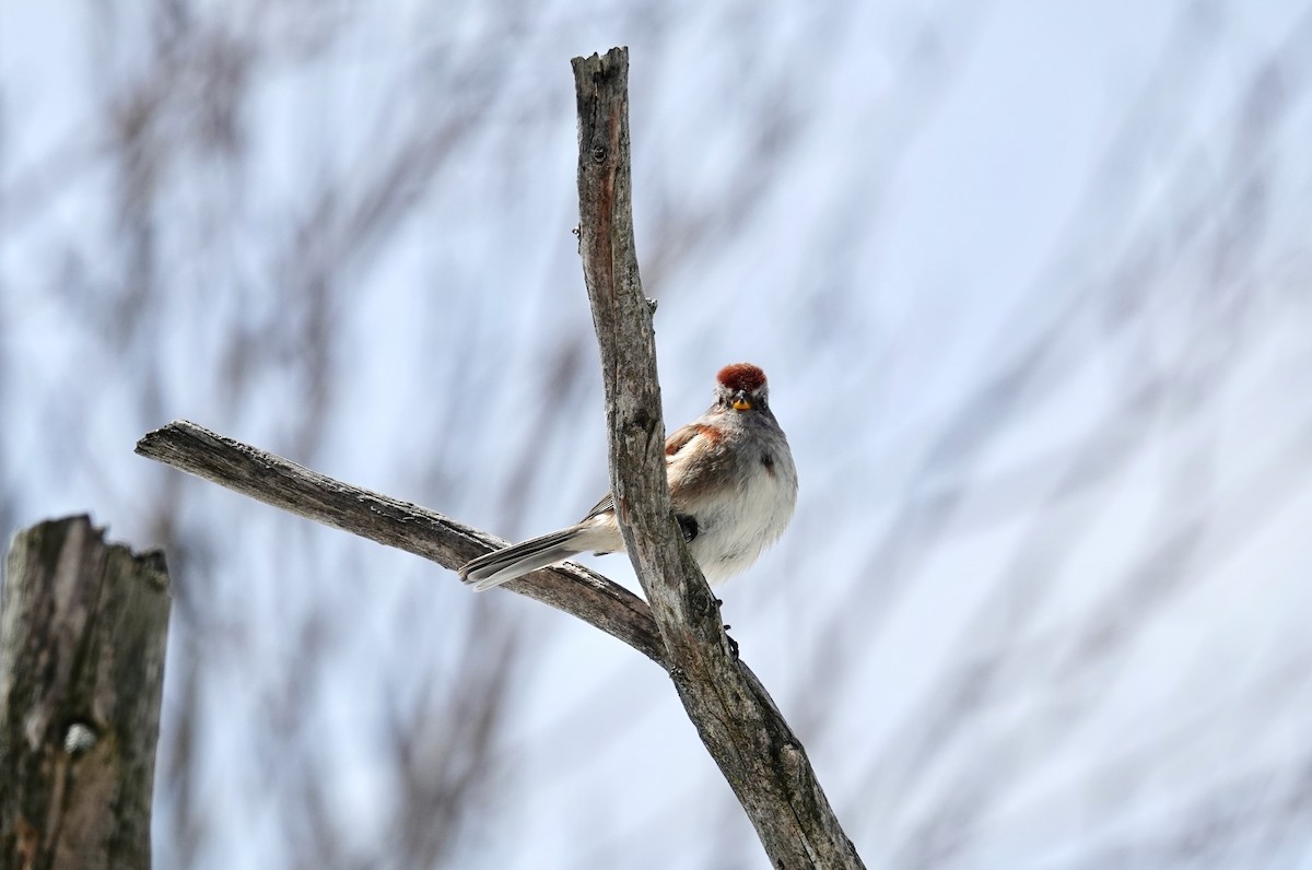 American Tree Sparrow - ML617941577