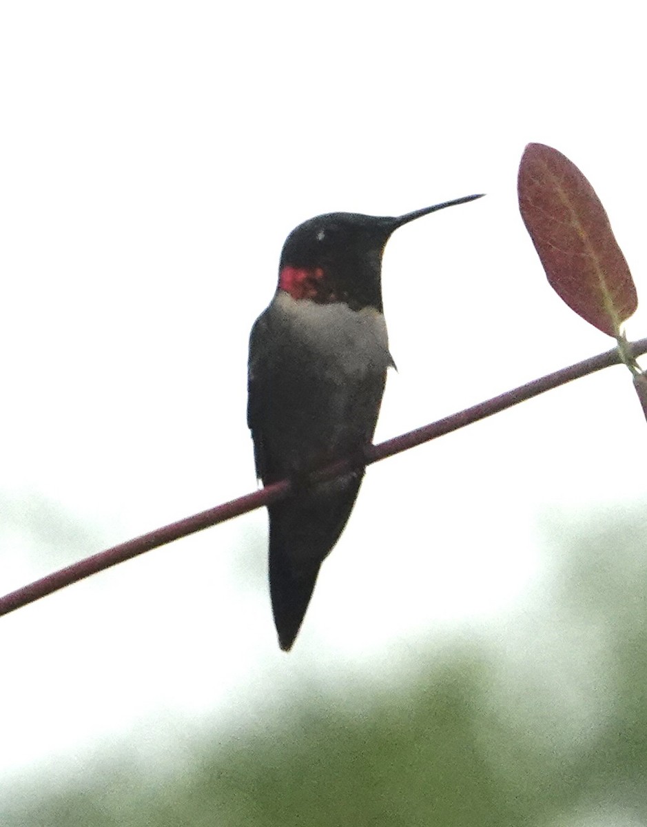 Ruby-throated Hummingbird - ML617941583