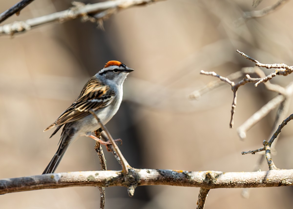 Chipping Sparrow - ML617941584