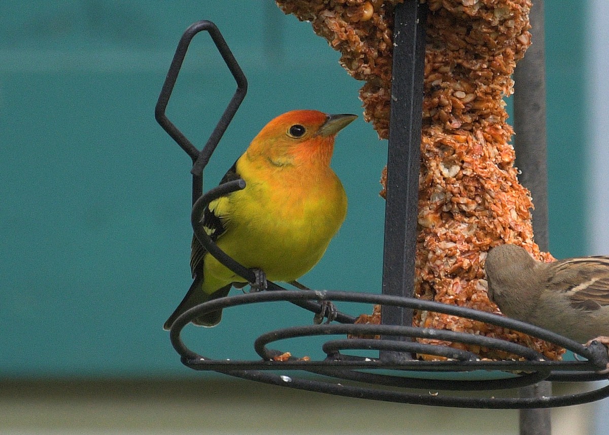 Western Tanager - ML617941589