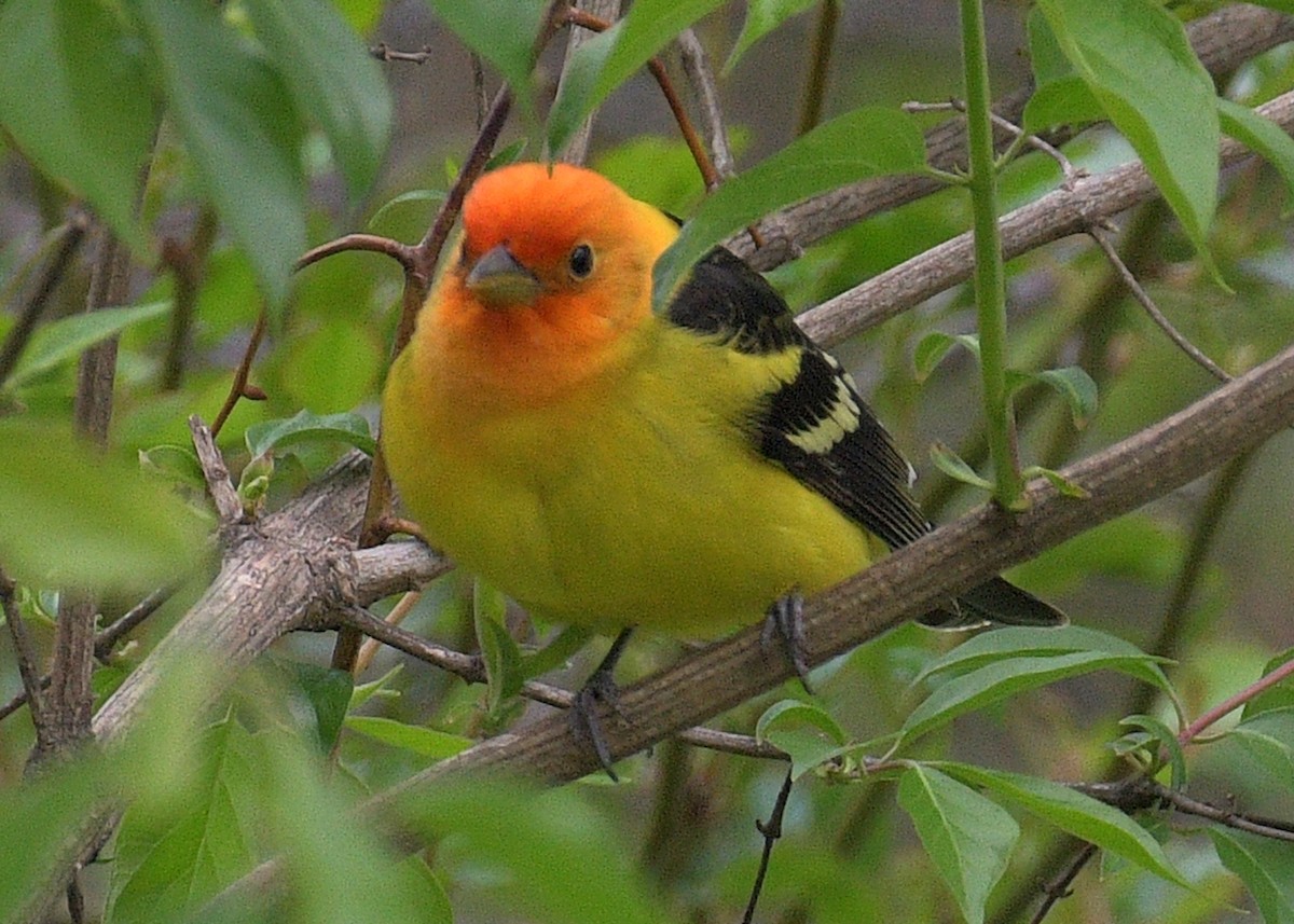 Western Tanager - ML617941590