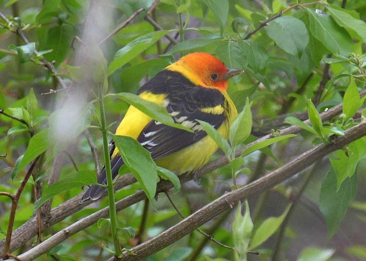 Western Tanager - ML617941592
