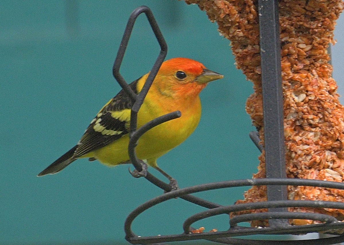 Western Tanager - ML617941593