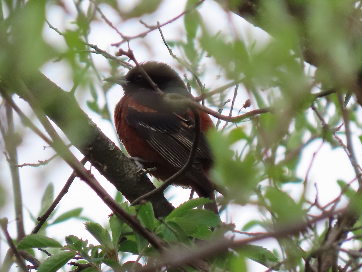 Orchard Oriole - ML617941604