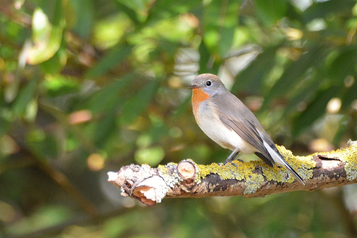 Red-breasted Flycatcher - ML617941608