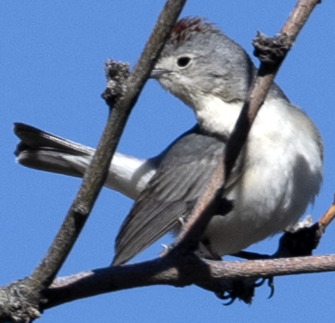 Lucy's Warbler - ML617941615