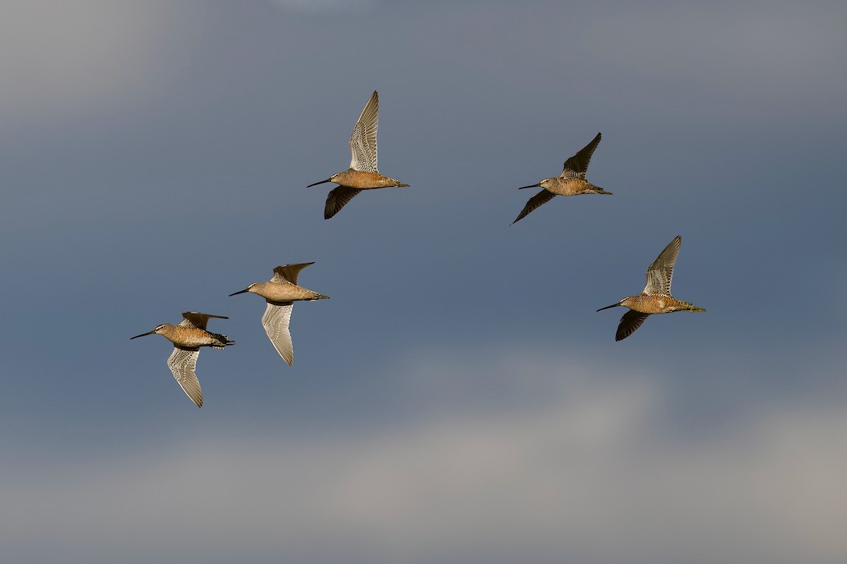 Long-billed Dowitcher - ML617941649