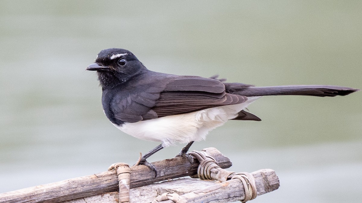 Willie-wagtail - ML617941677
