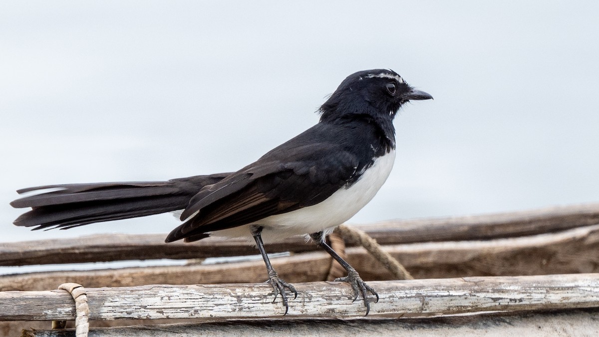 Willie-wagtail - ML617941678