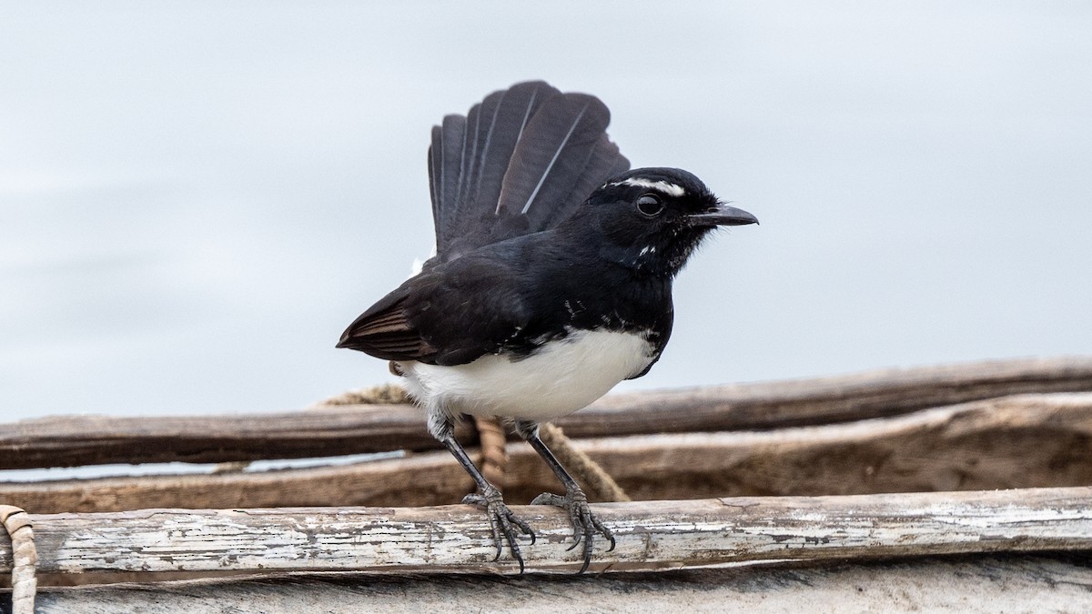 Willie-wagtail - ML617941679