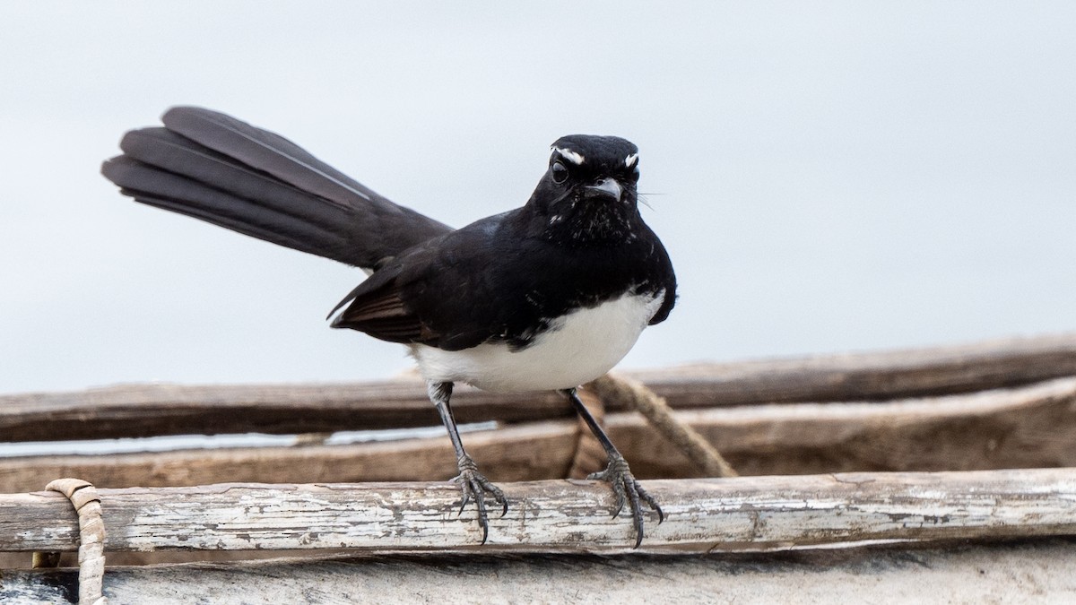 Willie-wagtail - ML617941680