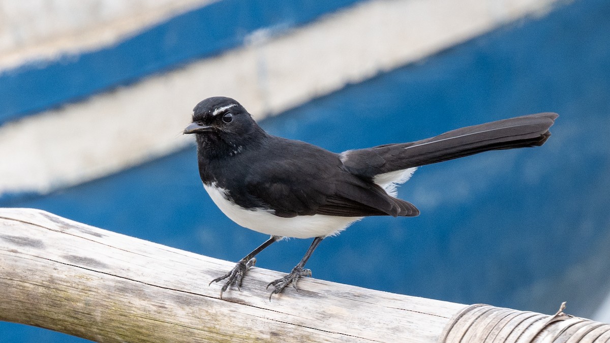 Willie-wagtail - ML617941681