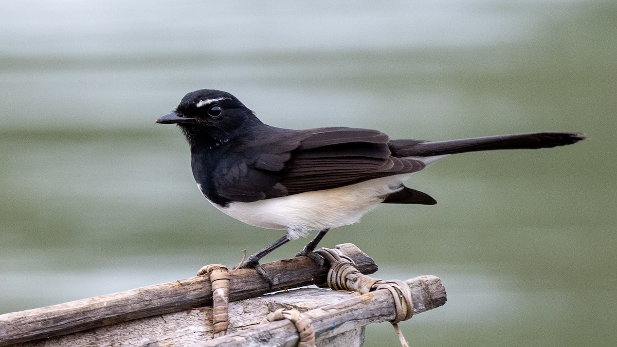 Willie-wagtail - ML617941683