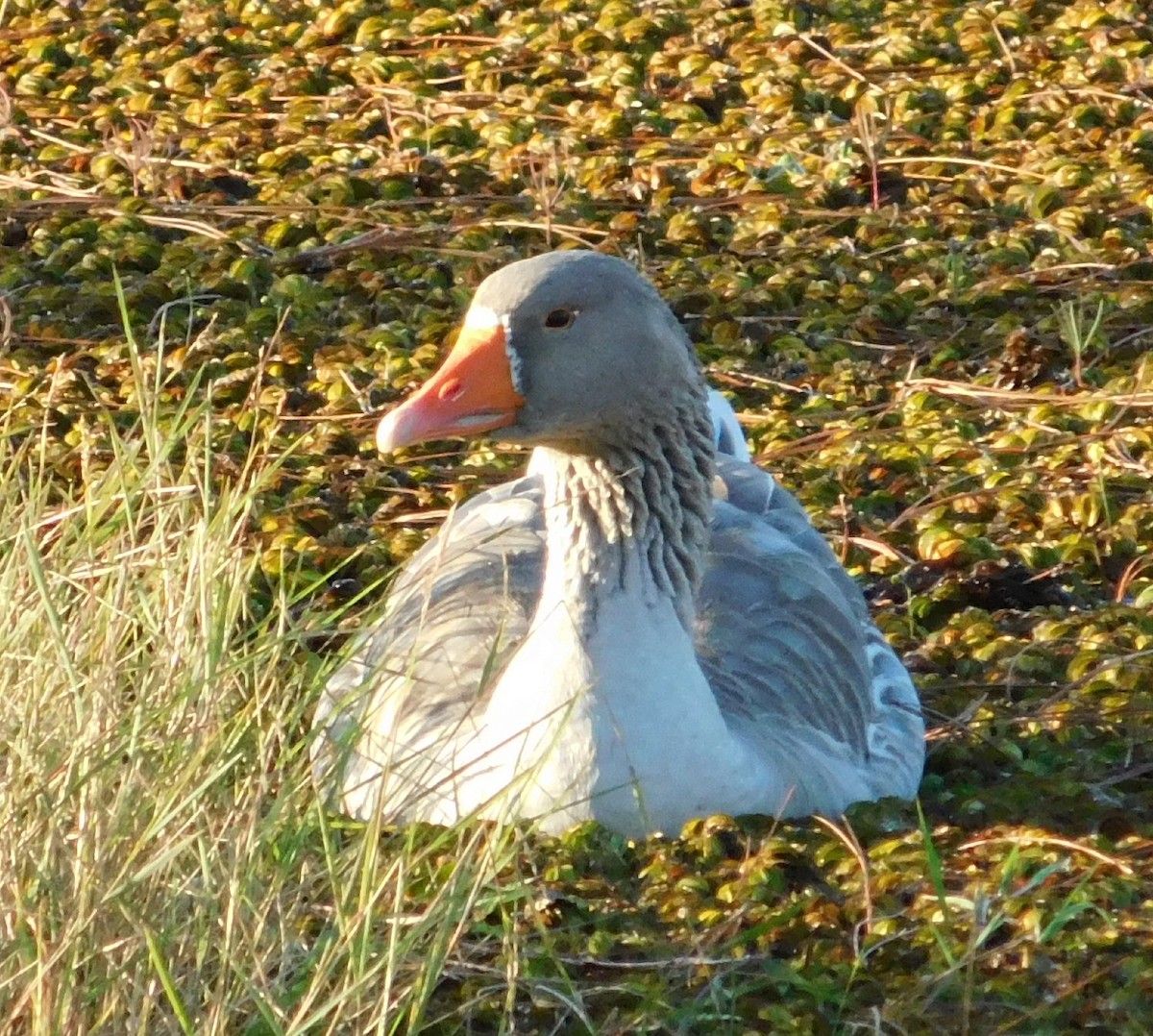 Graylag Goose (Domestic type) - ML617941694