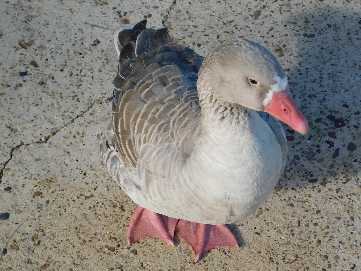 Graylag Goose (Domestic type) - ML617941695