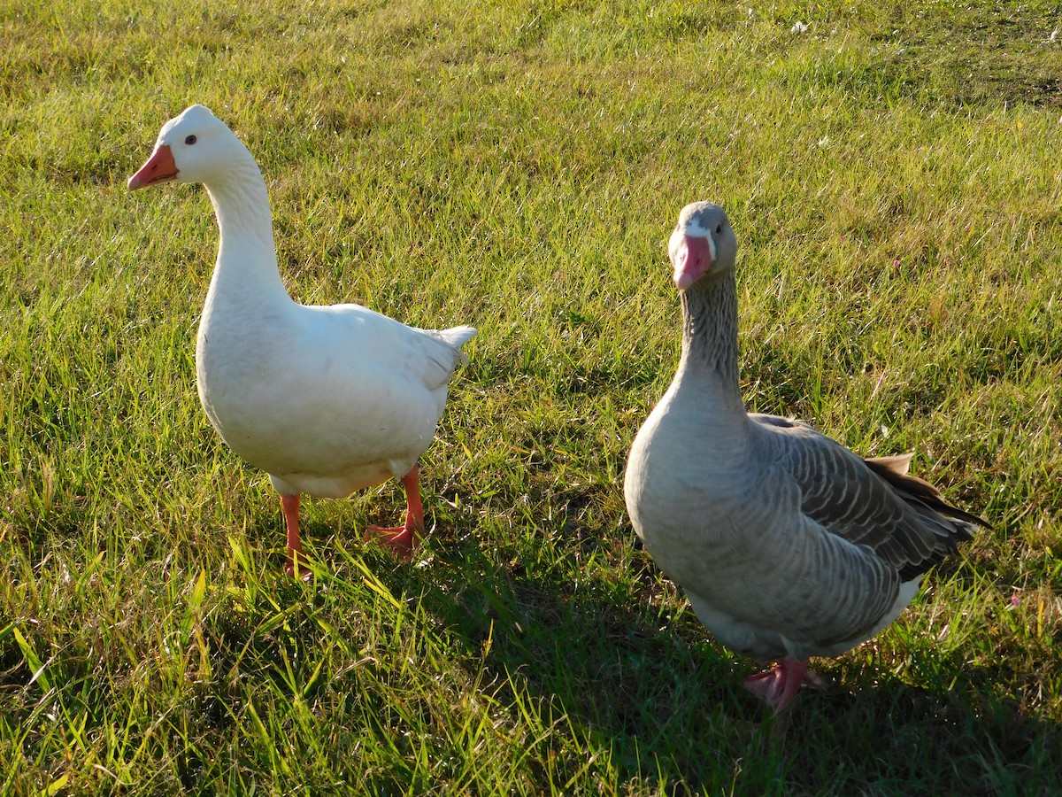 Graylag Goose (Domestic type) - ML617941697