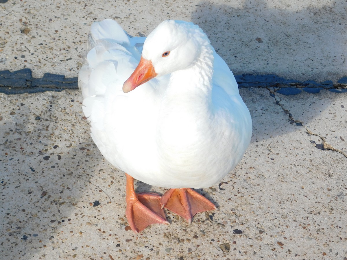 Graylag Goose (Domestic type) - ML617941698