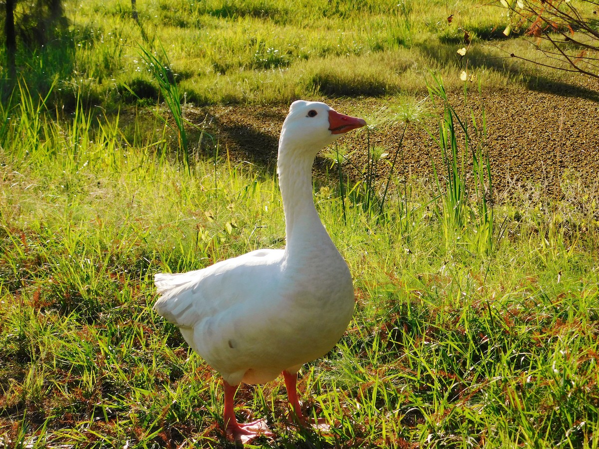 Graylag Goose (Domestic type) - ML617941700