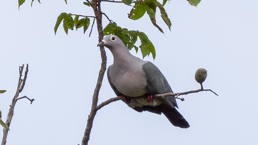 Island Imperial-Pigeon - ML617941714