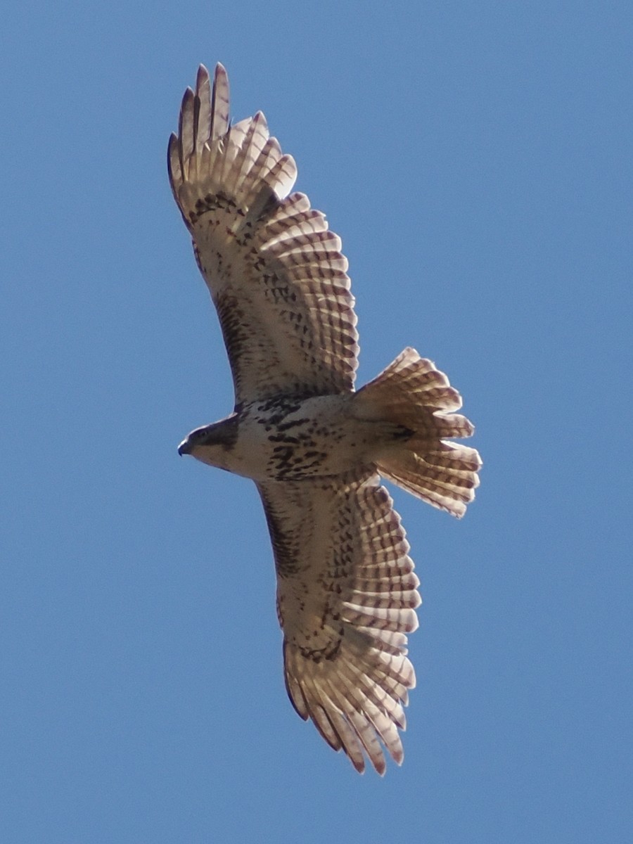 Red-tailed Hawk - ML617941738