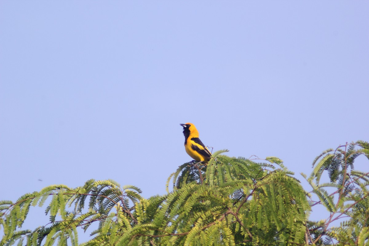 Yellow-tailed Oriole - ML617941750