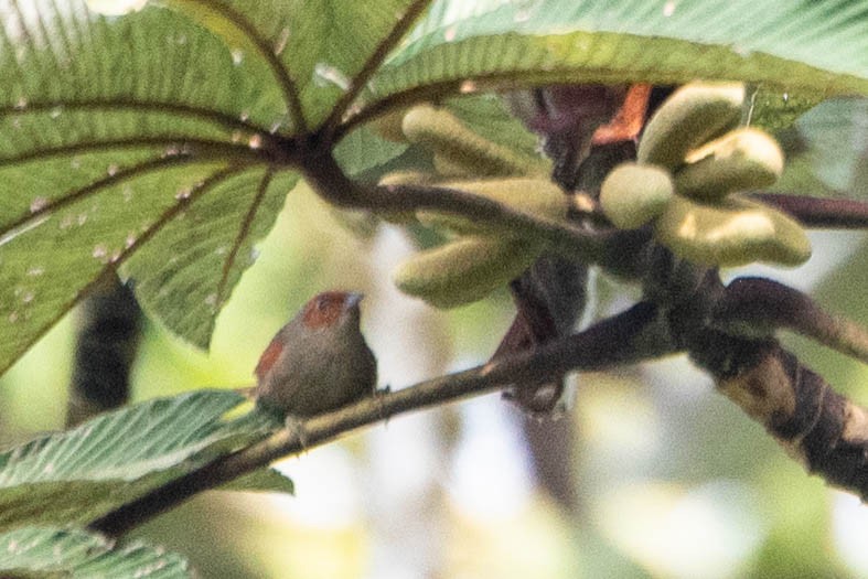 Red-faced Spinetail - ML617941771
