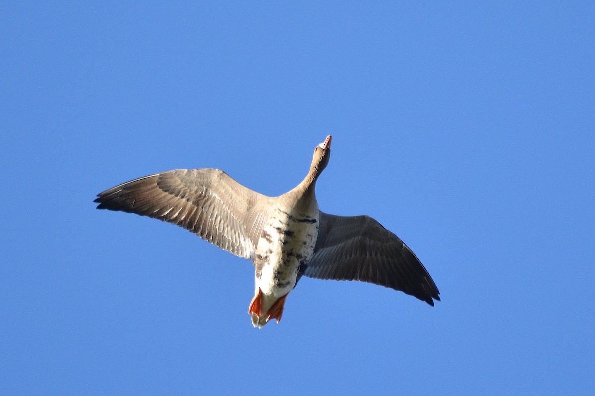 Greater White-fronted Goose (Eurasian) - ML617941795