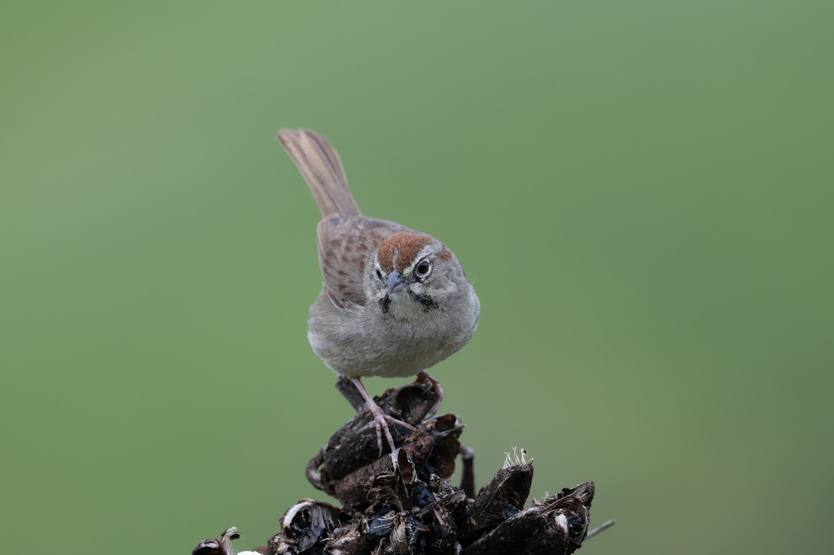 Rufous-crowned Sparrow - Herb Elliott