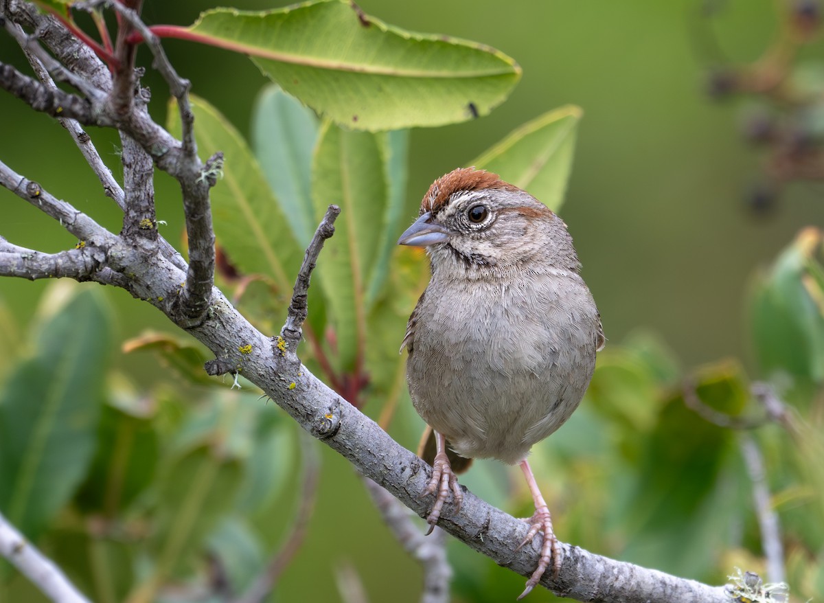 Rufous-crowned Sparrow - ML617941813