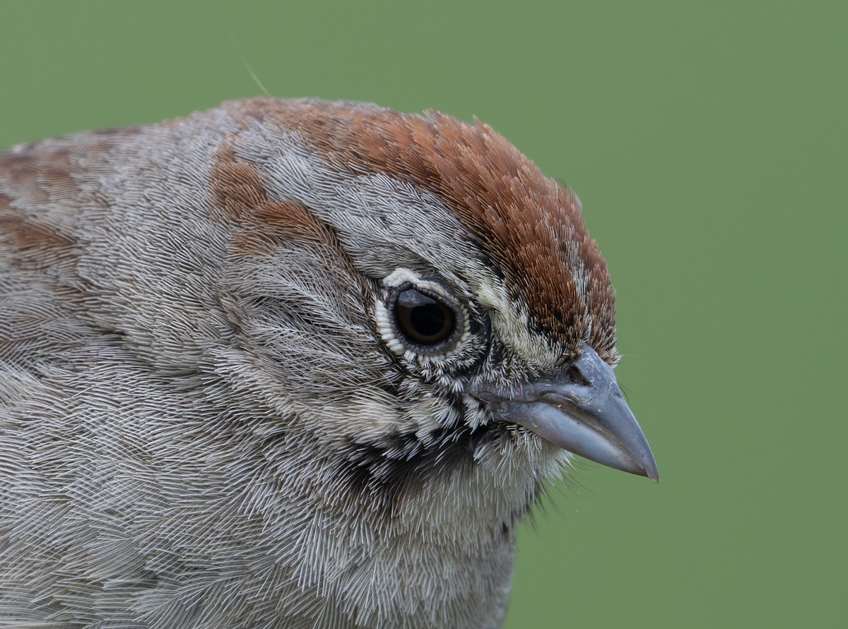 Rufous-crowned Sparrow - Herb Elliott
