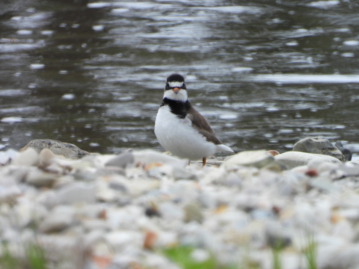 Semipalmated Plover - ML617941816