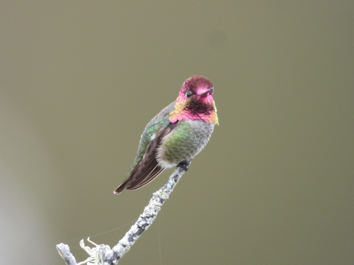 Anna's Hummingbird - Ken Burgdorff