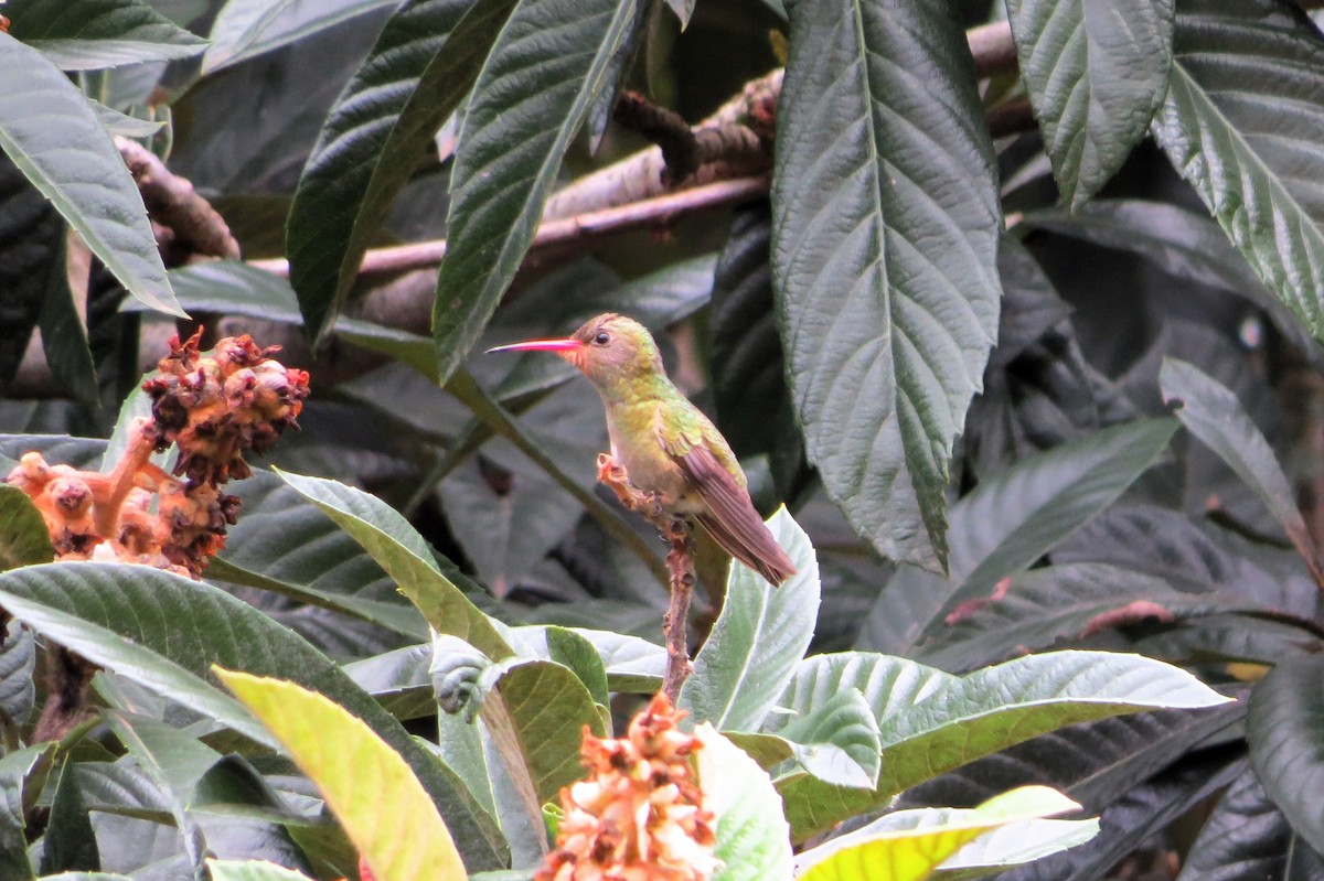 Gilded Hummingbird - ML617941846