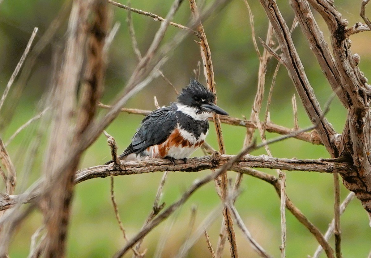 Belted Kingfisher - Mary & Lou Truex