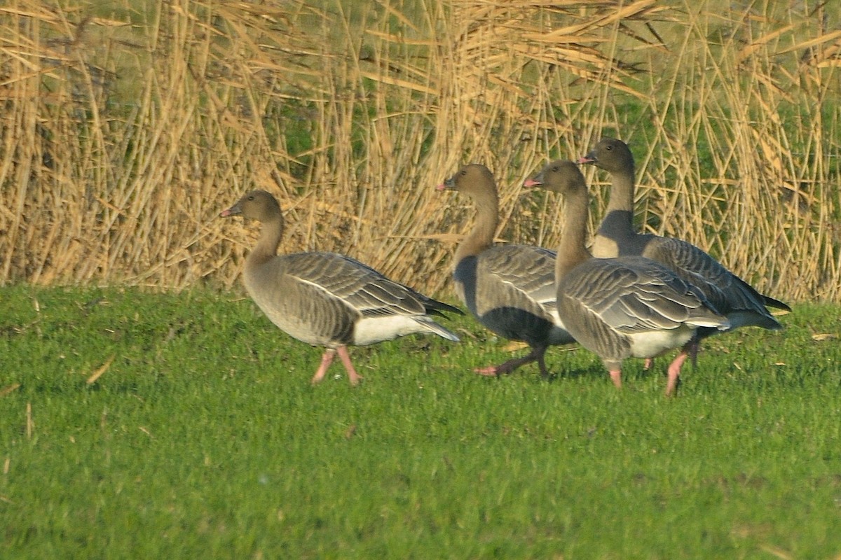 Pink-footed Goose - ML617941890
