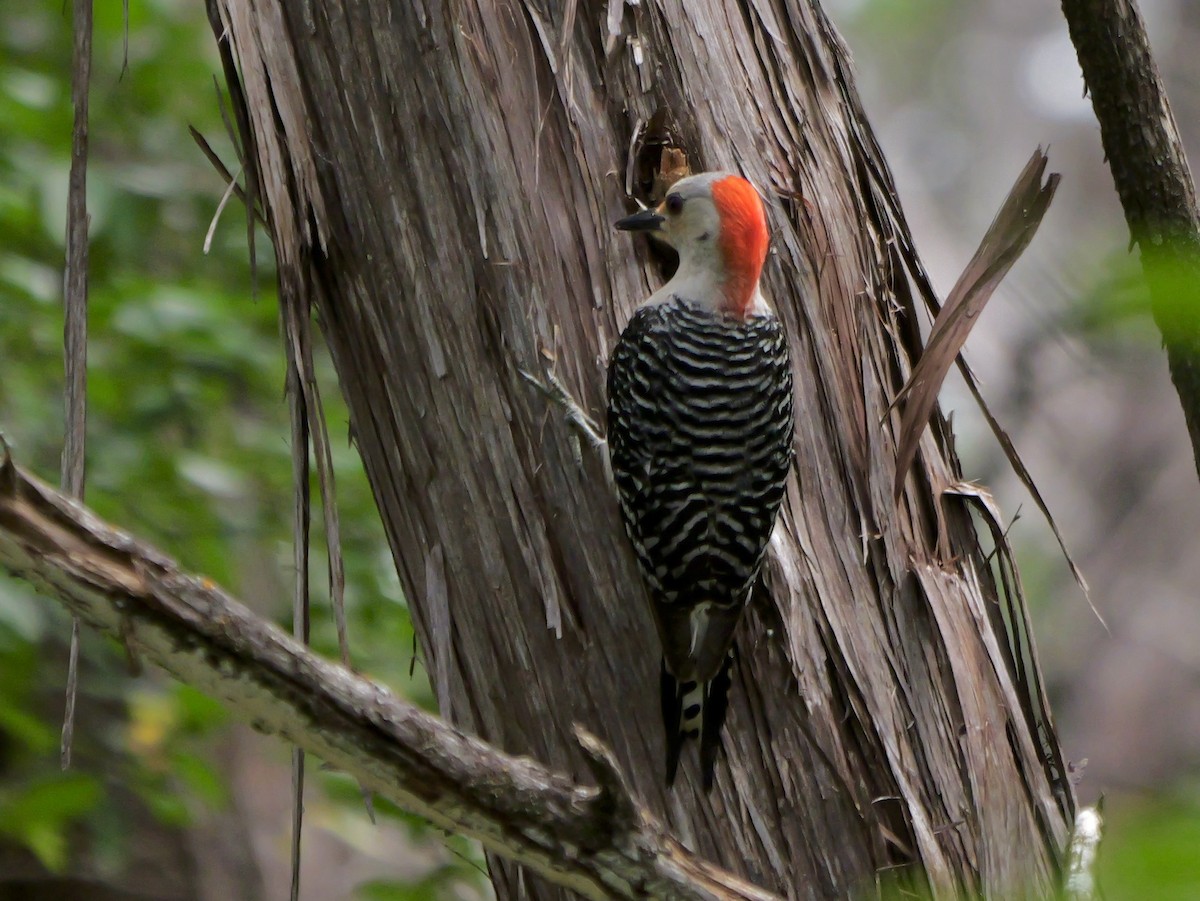 Red-bellied Woodpecker - Jeff Osborne