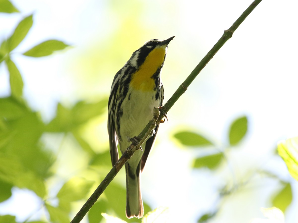 Yellow-throated Warbler - ML617941932