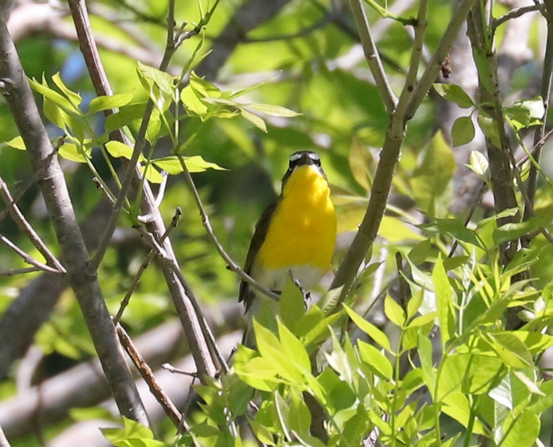 Yellow-breasted Chat - ML617941941